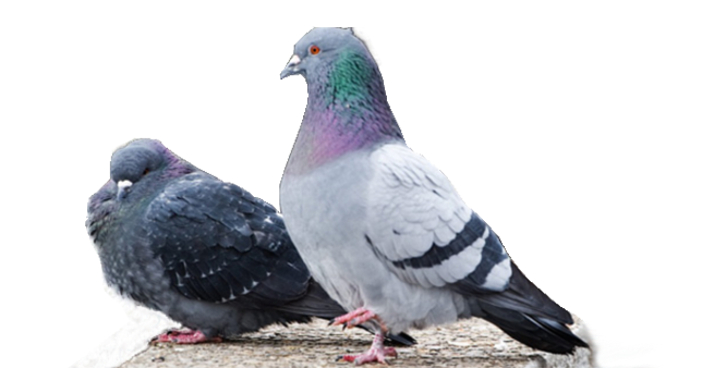 Tauben