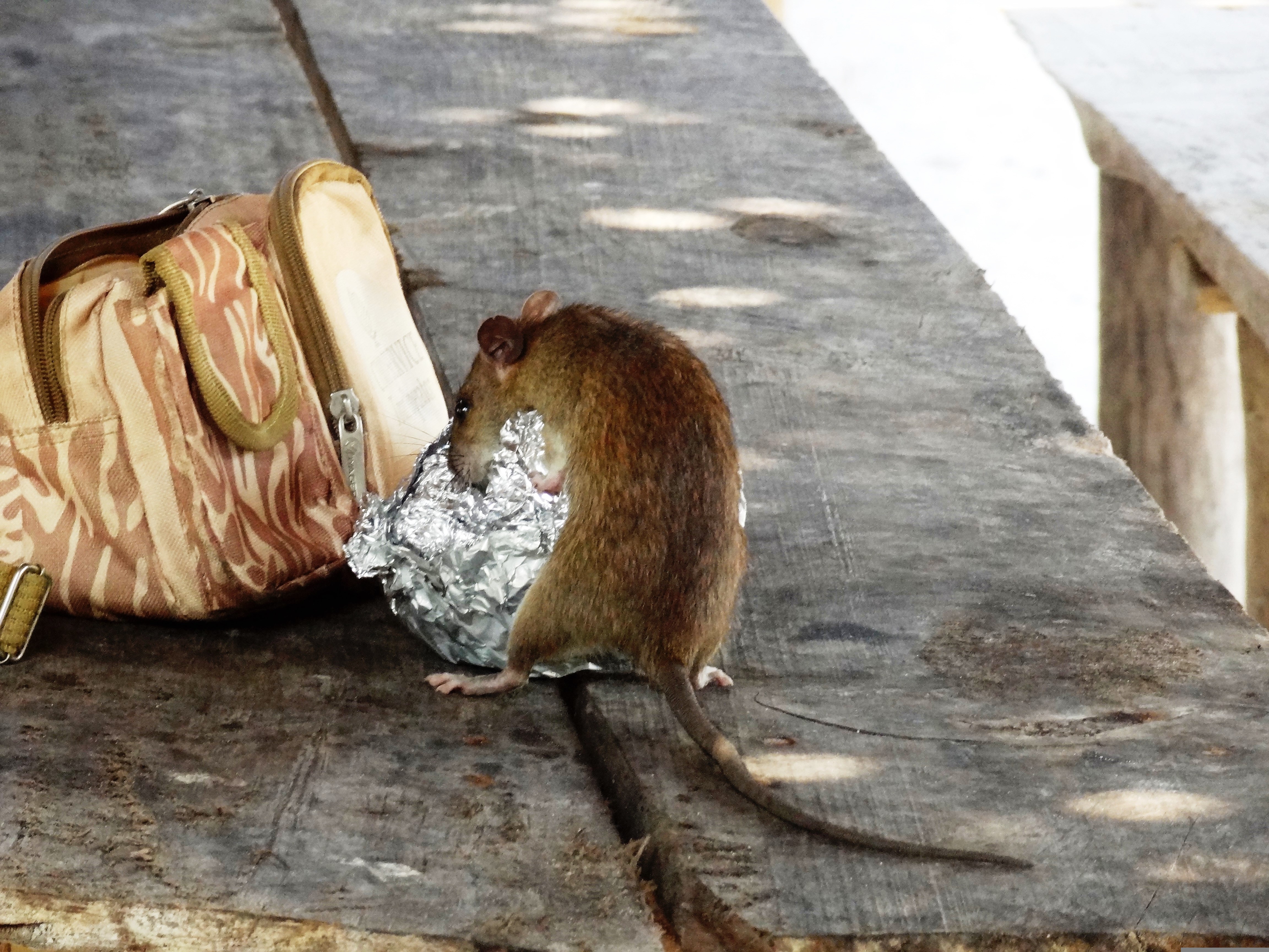 Wanderratte